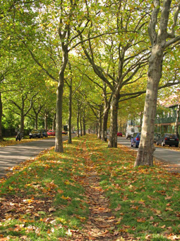 Platanenallee im Herbst, am Straßenrand stehen Autos