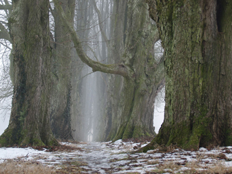 Kastanienallee im Winter mit Nebel