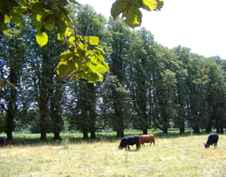 Kastanienallee im Sommer mit Rindern auf der Weide