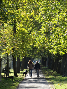 Walnussallee in Lahnstein im Herbst: Zwei Menschen mit Hund gehen spazieren.