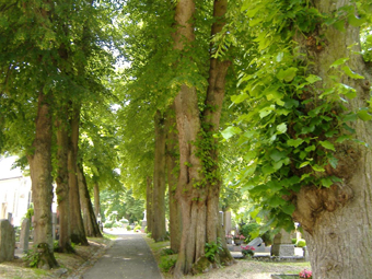 Friedhof mit Bäumem