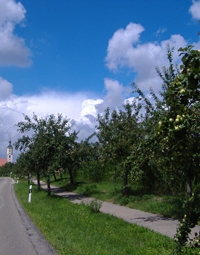 Apfelbaeume mit Aepfeln, im Hintergrund ist ein Dorf mit Kirche sichtbar.