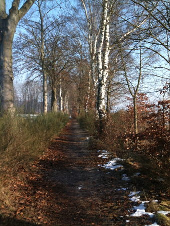 Birken-Buchen-Eichen-Allee "Kilometerweg" in Kronach.
