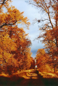 Herbstidylle in der Lausker Lindenallee