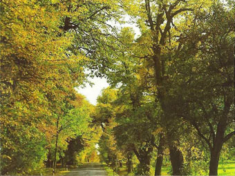 Allee im Herbst, die Bäume überragen eine schmale asphaltierte Landstrae