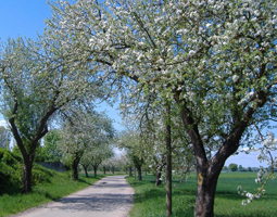 Apfelbaumallee in voller Blüte