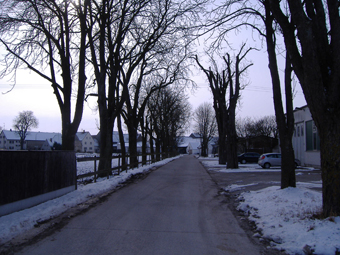 Winterliche Kastanienallee mit teilweise gestutzten Bumen in einem Gewerbegebiet