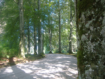 Rotbuchenallee im Park vom Schloss Syfriedsberg, Ziemetshausen