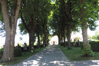 Lindenallee im städtischen Friedhof Bobingen